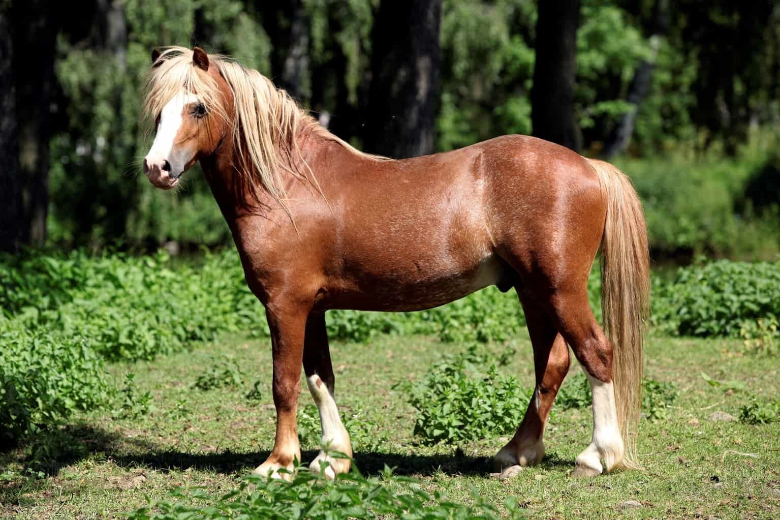 Bay Colt Pony Foal
