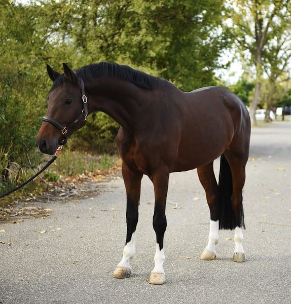 16.2hh Bay Gelding, 8 Years, Experienced (Example)