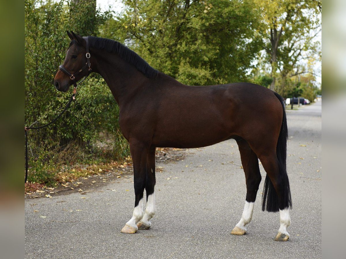 16.2hh Bay Gelding, 8 Years, Experienced (Example) photo 2