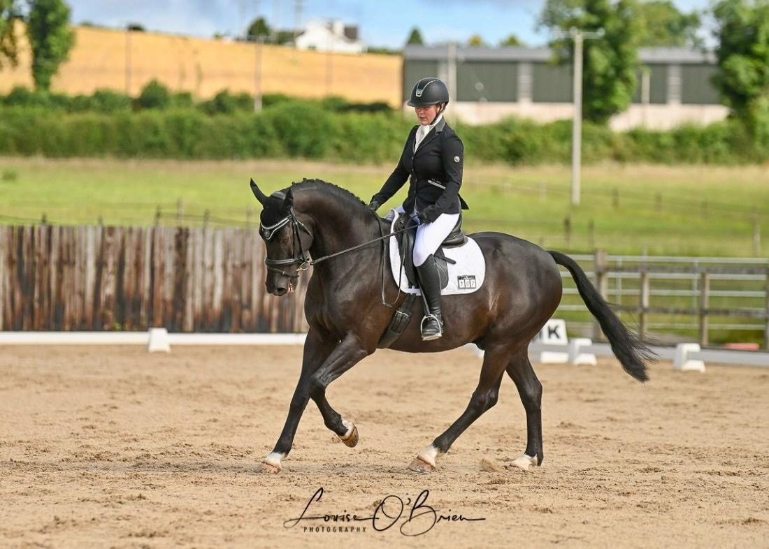 16 hands — Dressage for sale in Kildare