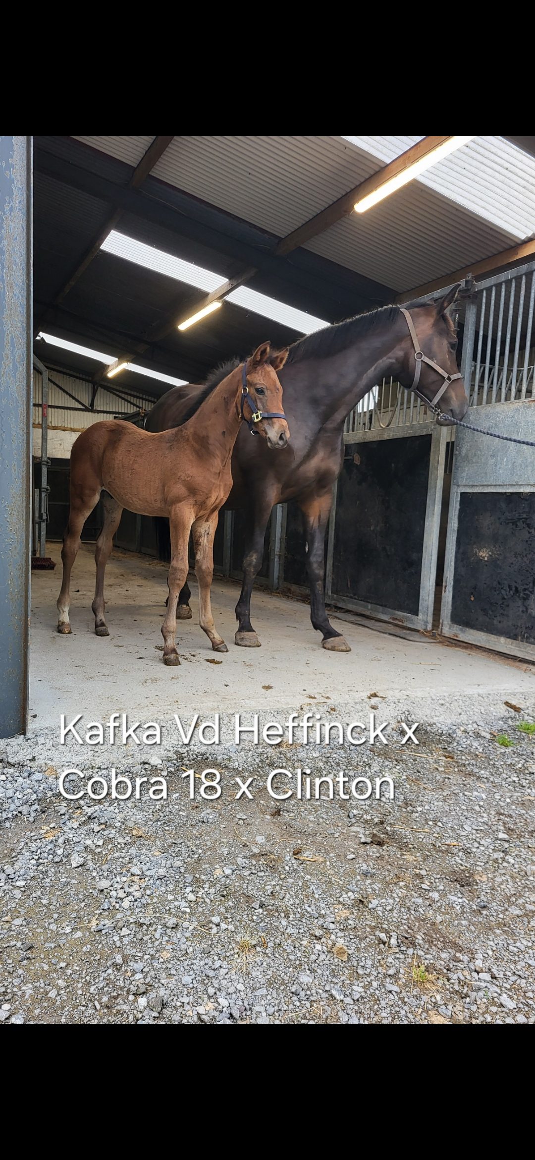 Carearra, Tyson and Kafka  vd Heffinck  colt foals — Sport Horse for sale in Galway