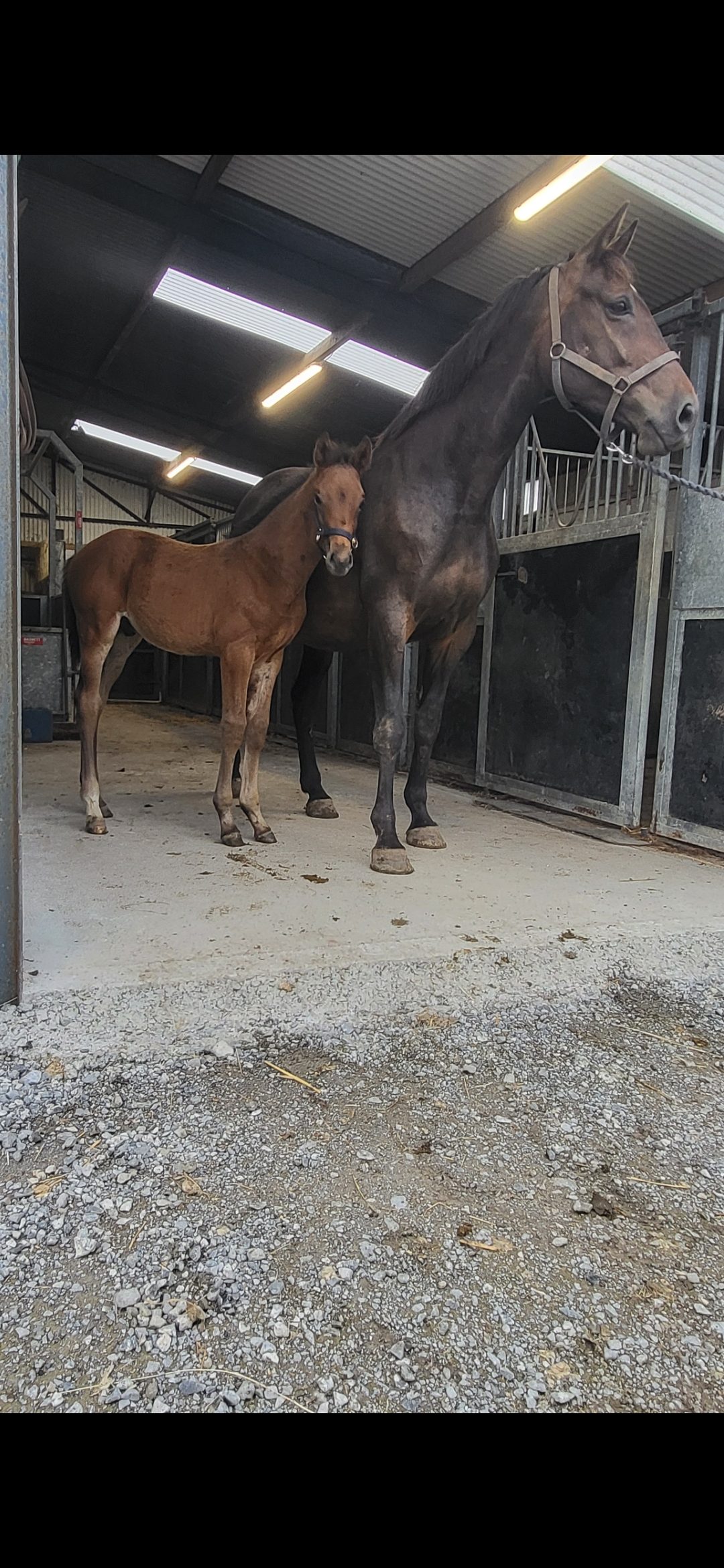Carearra, Tyson and Kafka  vd Heffinck  colt foals photo 2