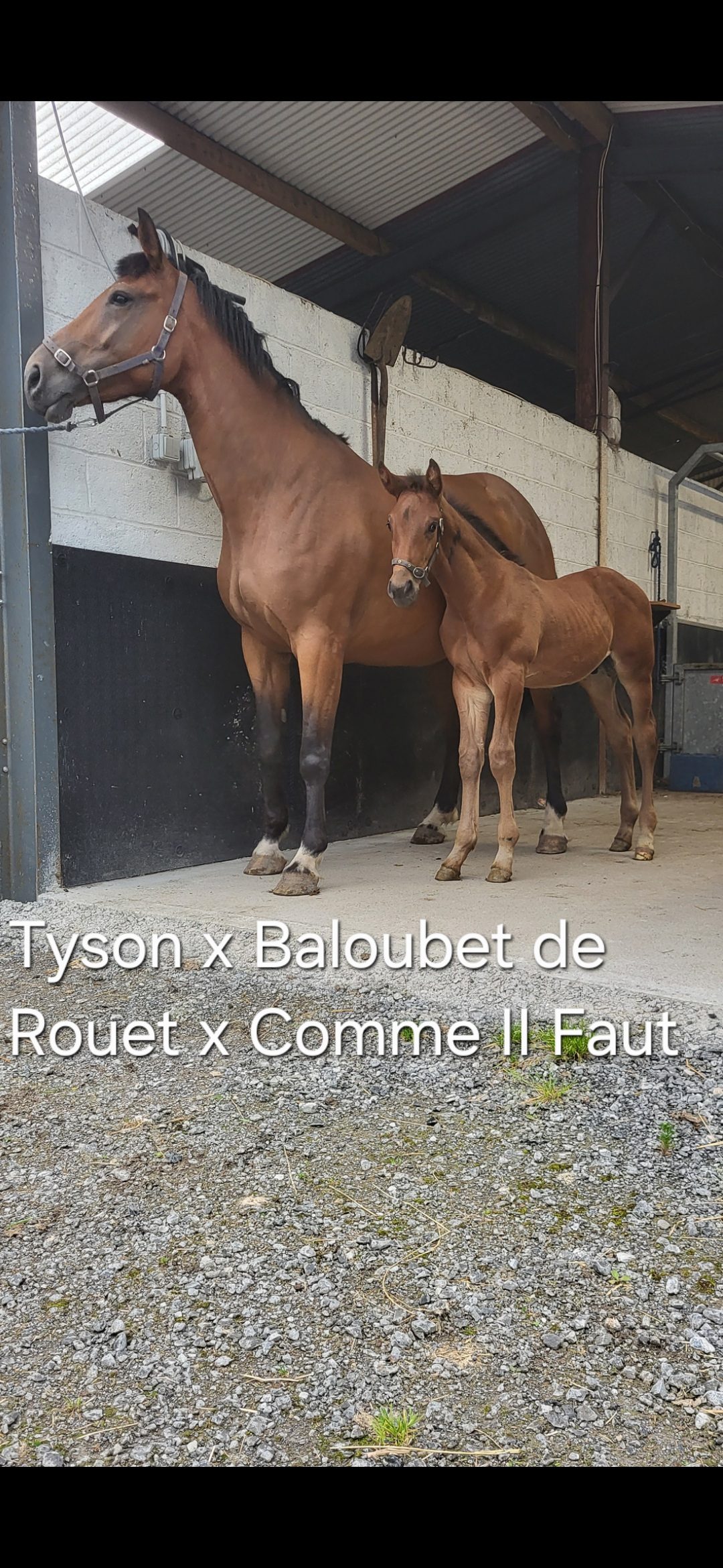 Carearra, Tyson and Kafka  vd Heffinck  colt foals photo 3