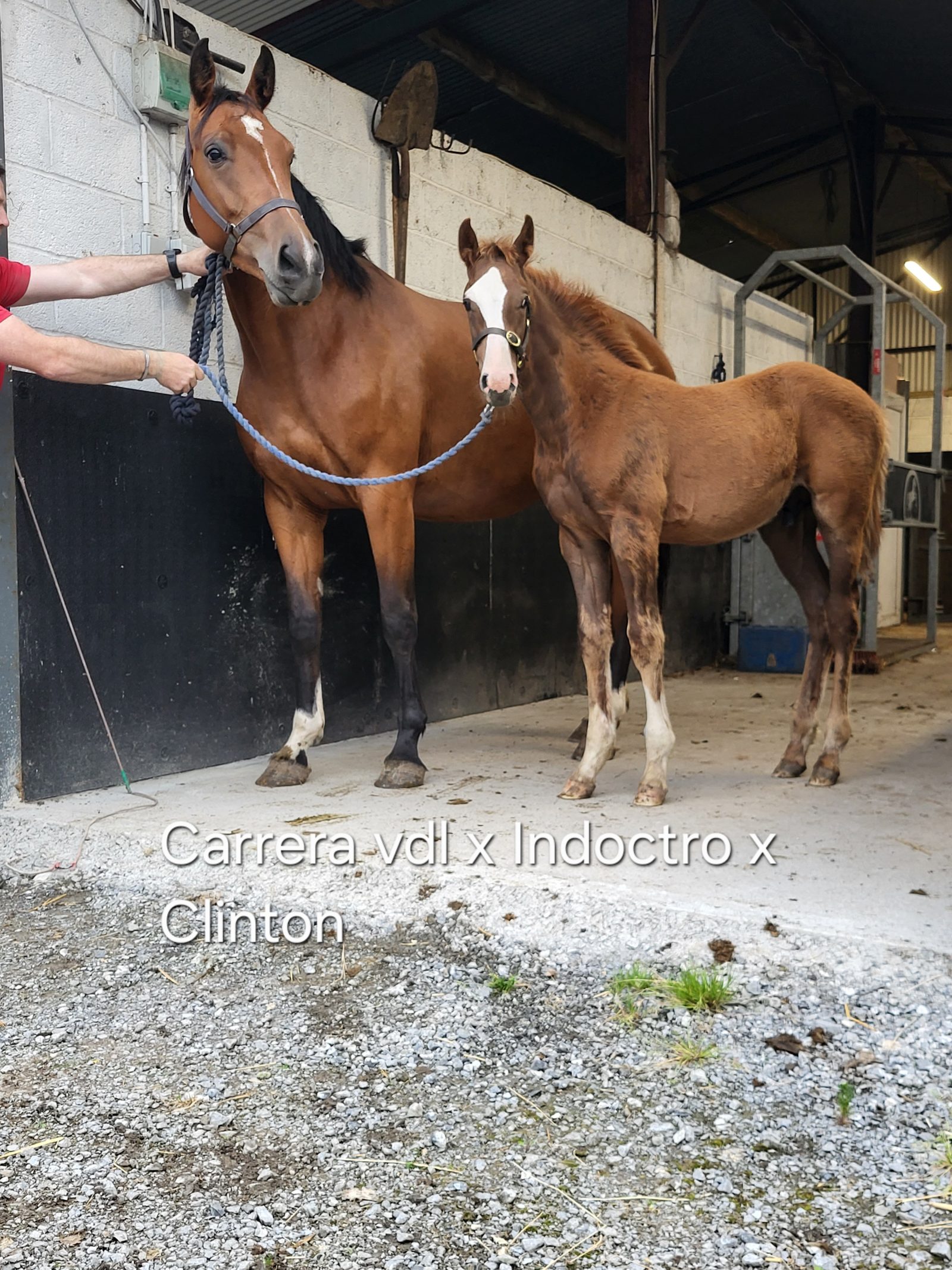 Carearra, Tyson and Kafka  vd Heffinck  colt foals photo 4
