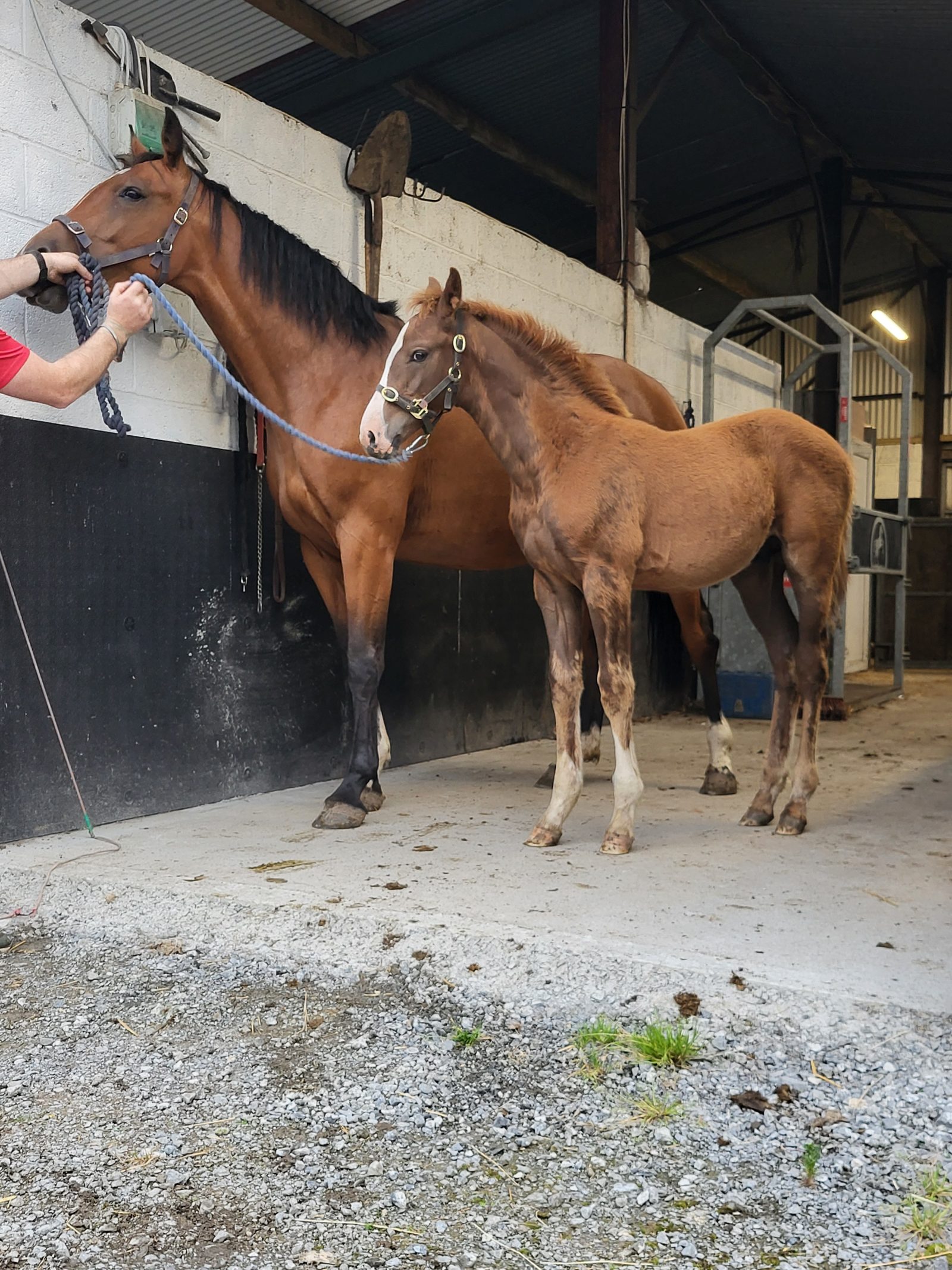 Carearra, Tyson and Kafka  vd Heffinck  colt foals photo 5
