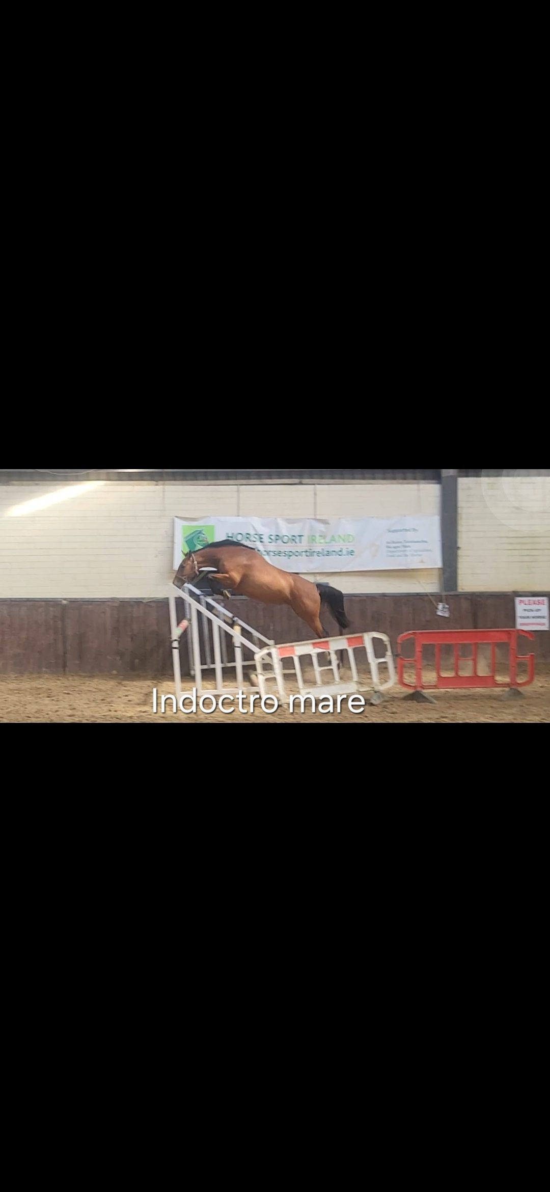 Carearra, Tyson and Kafka  vd Heffinck  colt foals photo 6