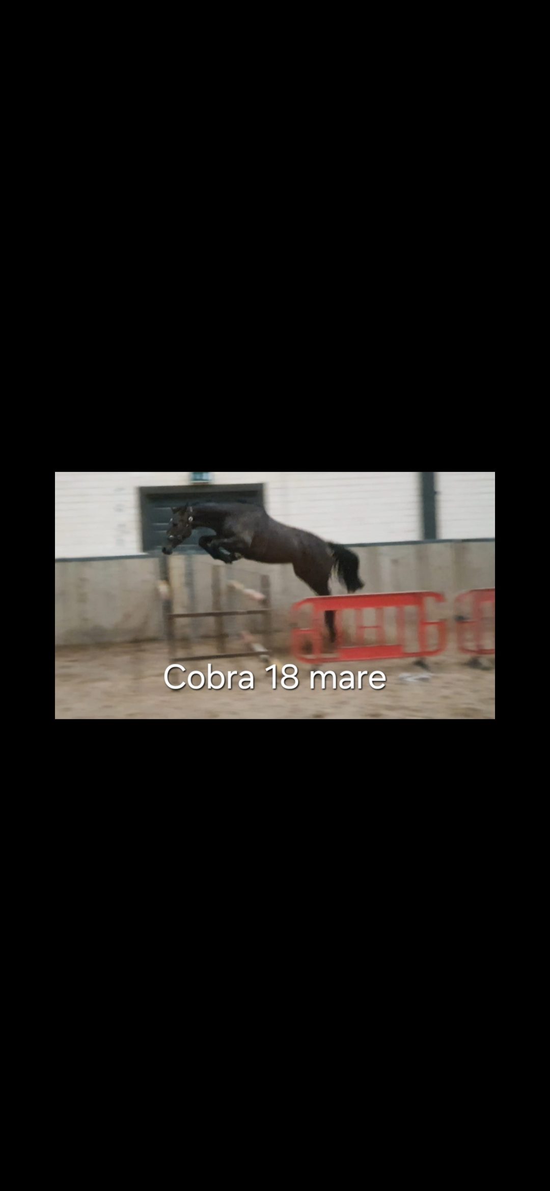 Carearra, Tyson and Kafka  vd Heffinck  colt foals photo 7