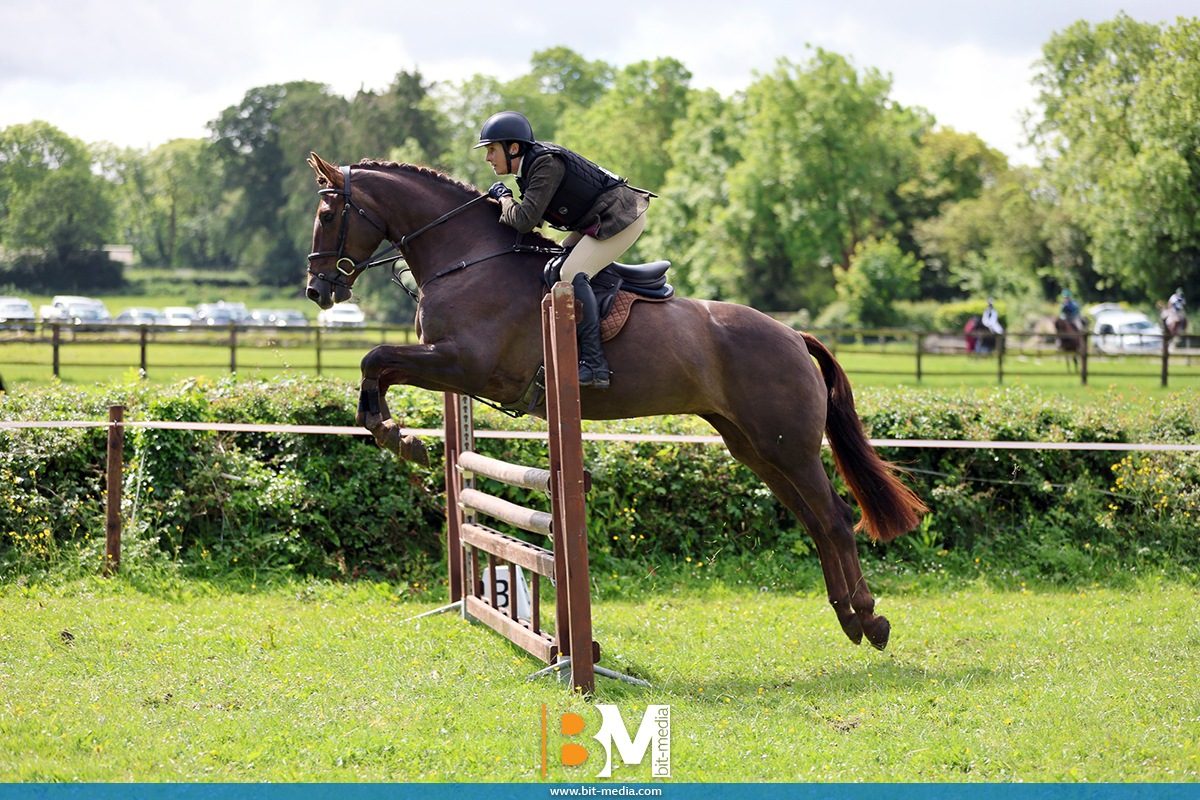 16h2 ID x TB Traditional Irish liver chestnut mare photo 2