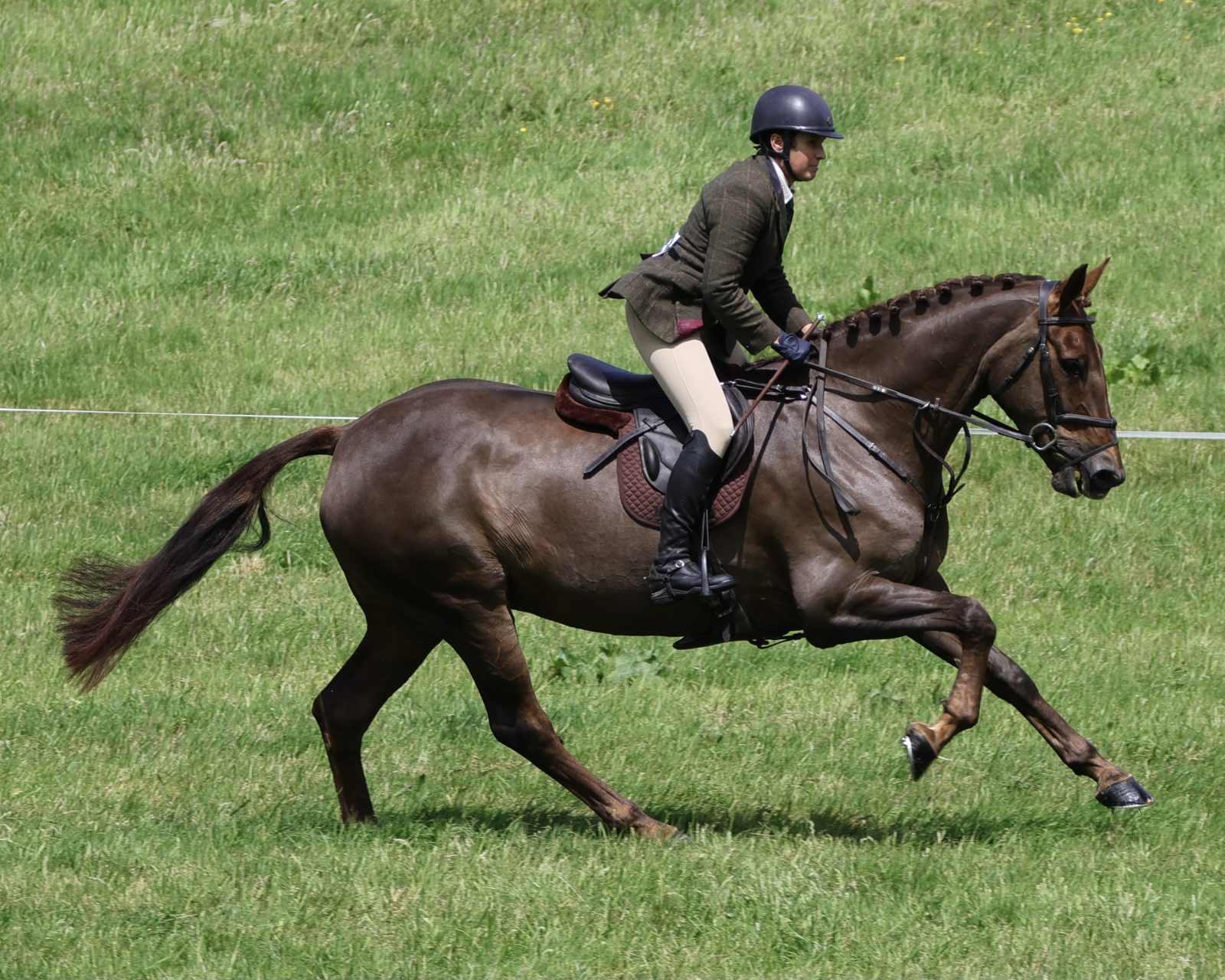 16h2 ID x TB Traditional Irish liver chestnut mare photo 3
