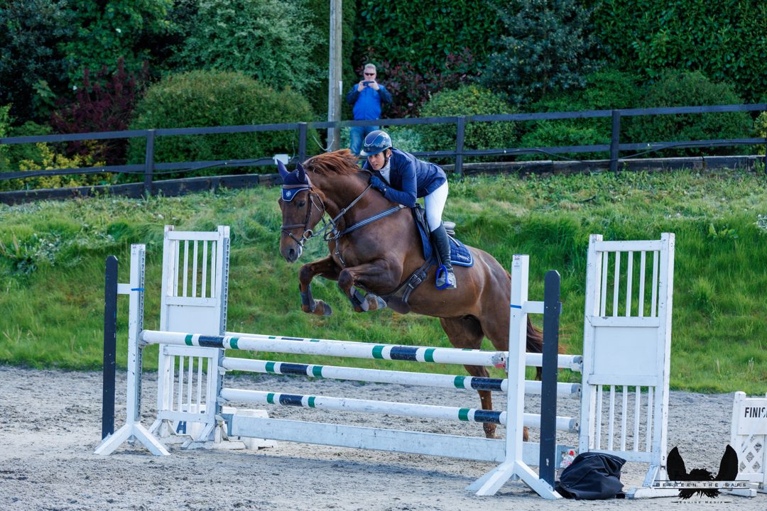 16h2 ID x TB Traditional Irish liver chestnut mare photo 4