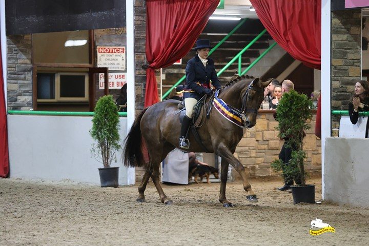 16h2 ID x TB Traditional Irish liver chestnut mare photo 5
