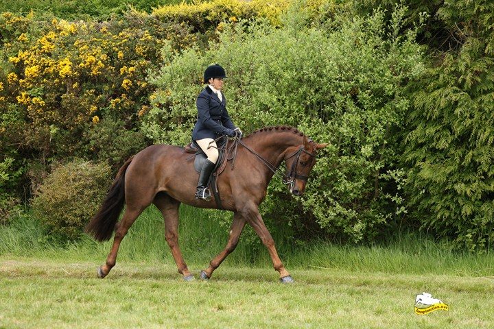 16h2 ID x TB Traditional Irish liver chestnut mare photo 6