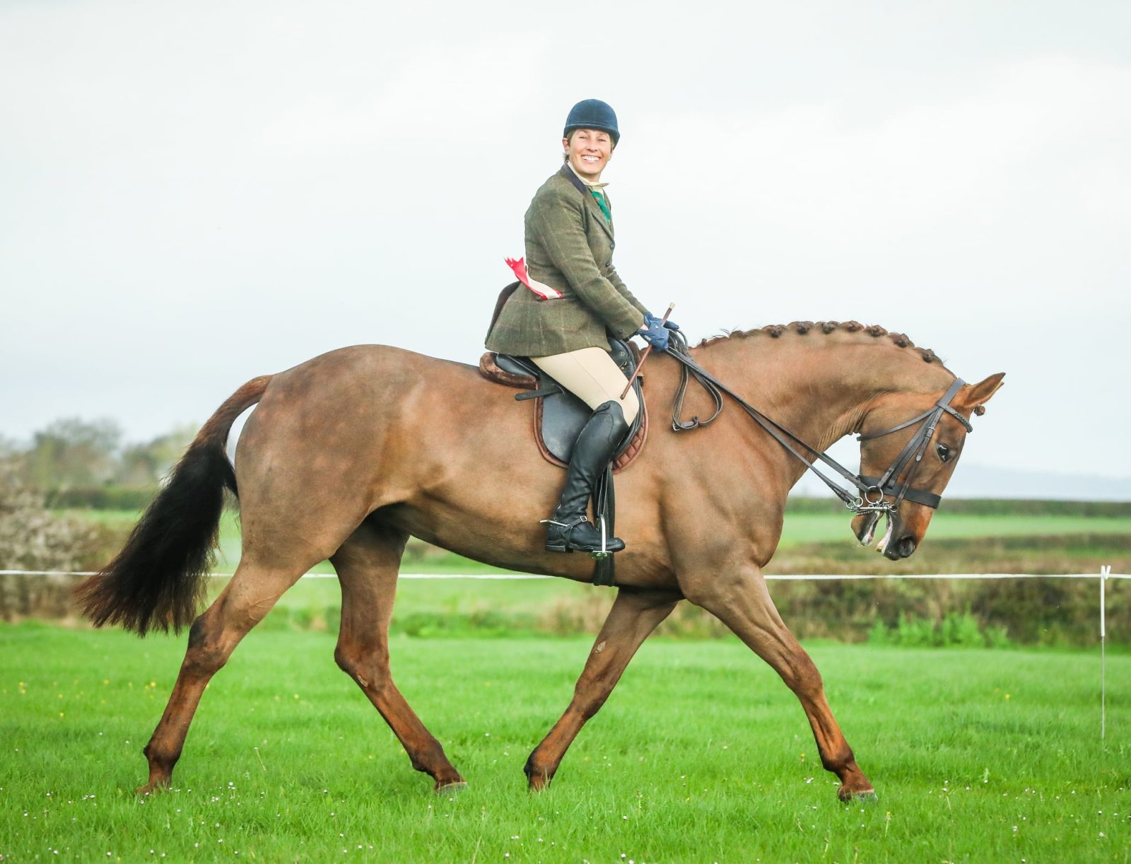 16h2 ID x TB Traditional Irish liver chestnut mare photo 7