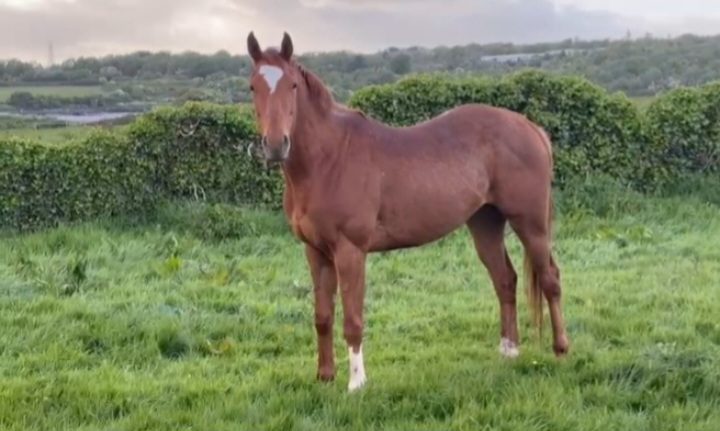 3yo National Hunt Gelding — Thoroughbred for sale in Galway
