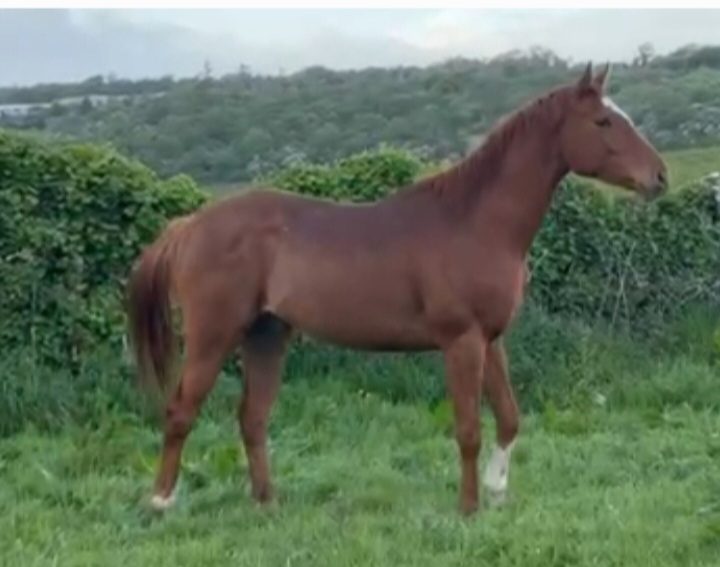 3yo National Hunt Gelding photo 2