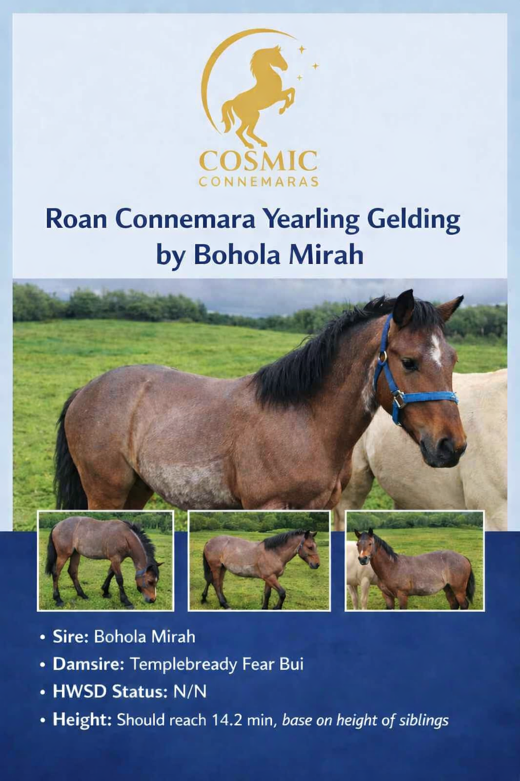 Roan Bohola Mirah Gelding — Pony for sale in Mayo