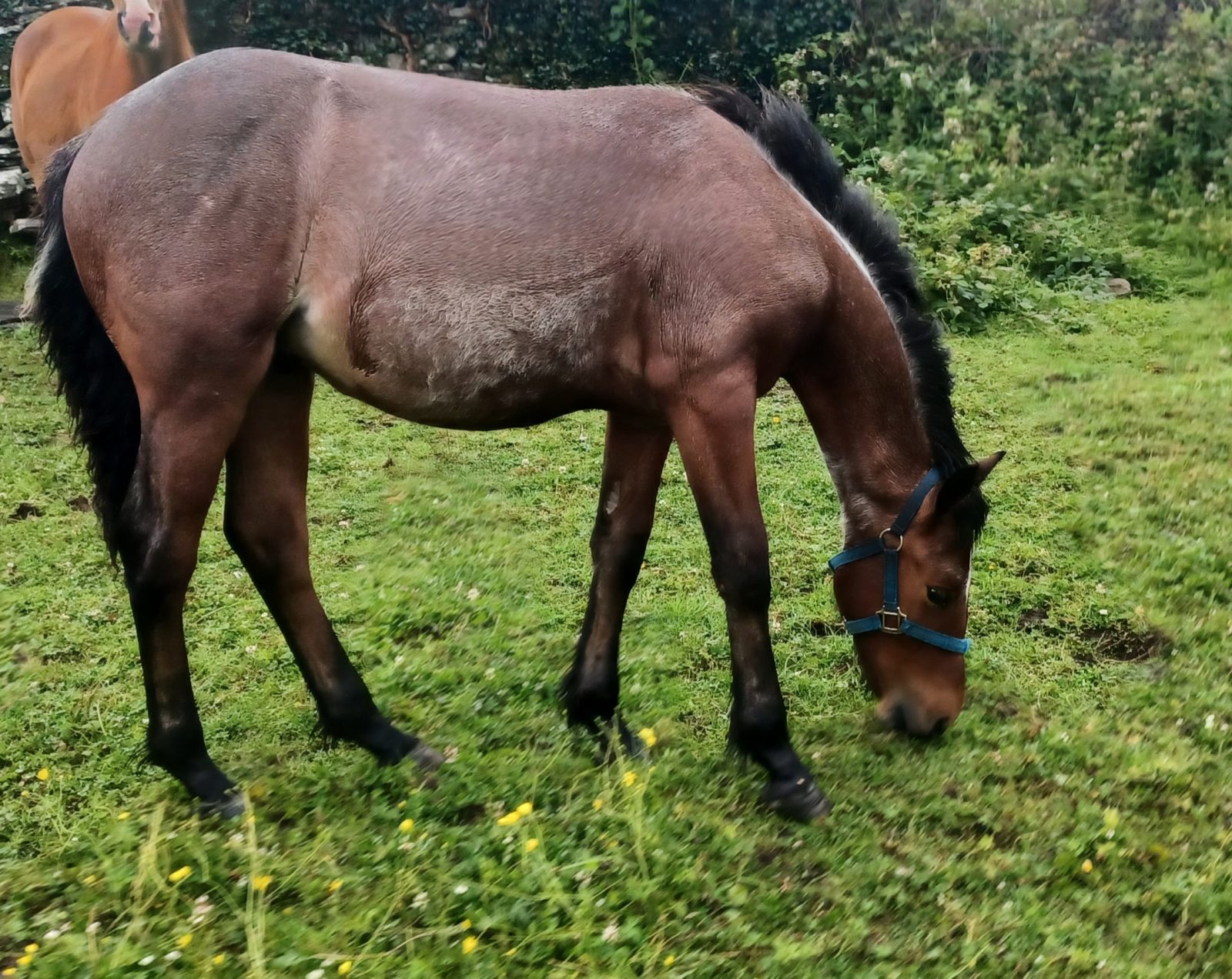 Roan Bohola Mirah Gelding photo 2