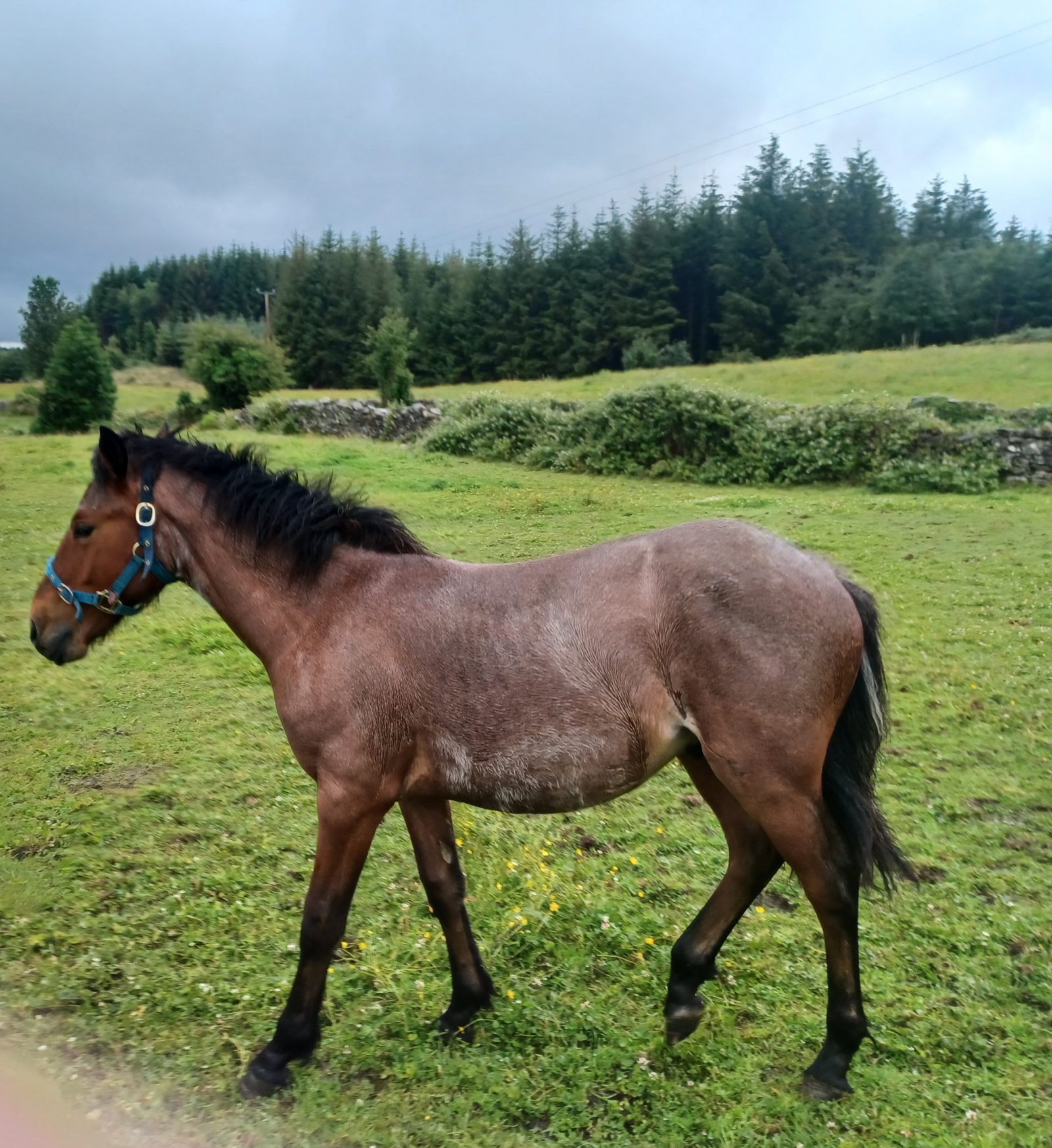 Roan Bohola Mirah Gelding photo 3