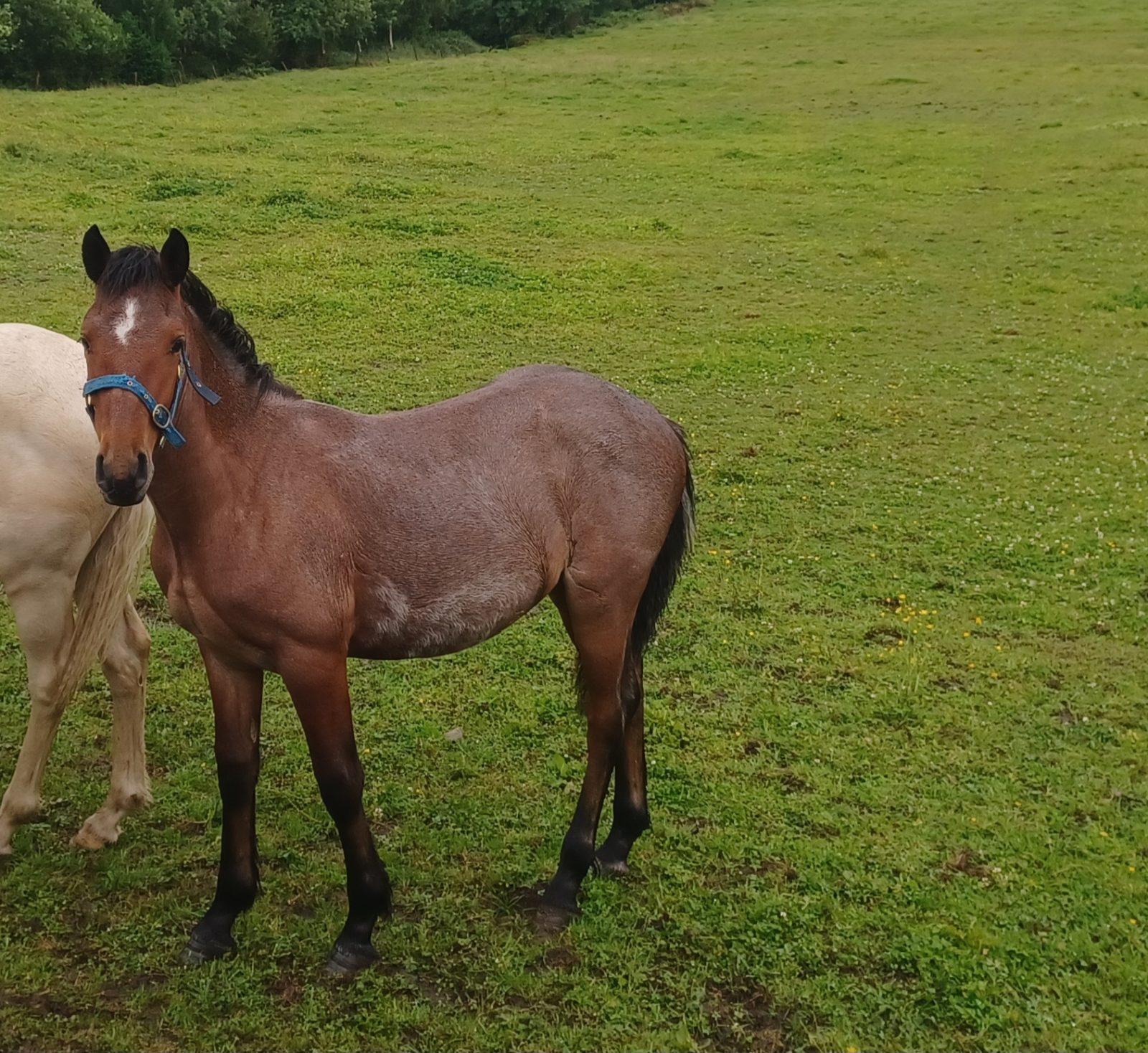 Roan Bohola Mirah Gelding photo 4