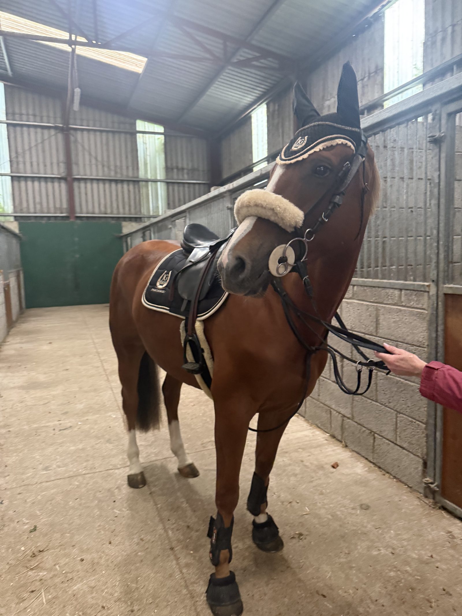 Flashy 4yro Mare photo 3