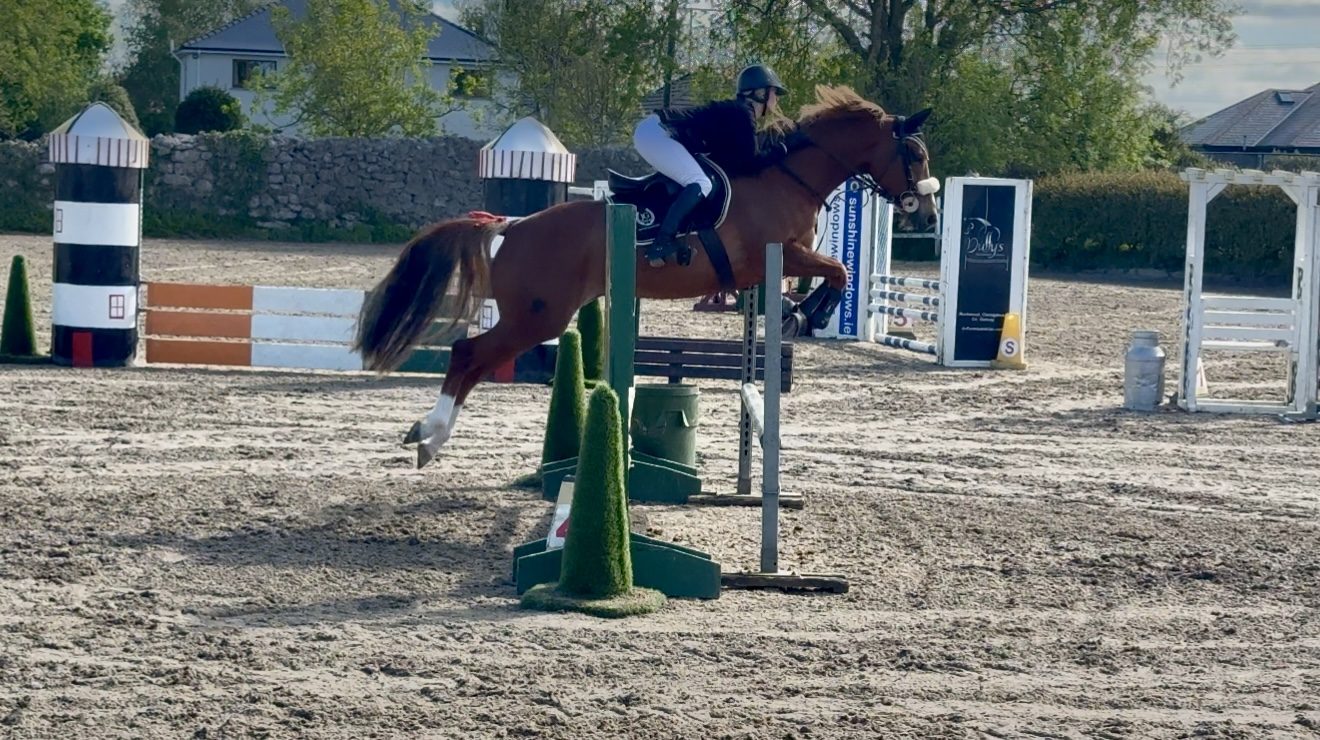 Flashy 4yro Mare photo 4