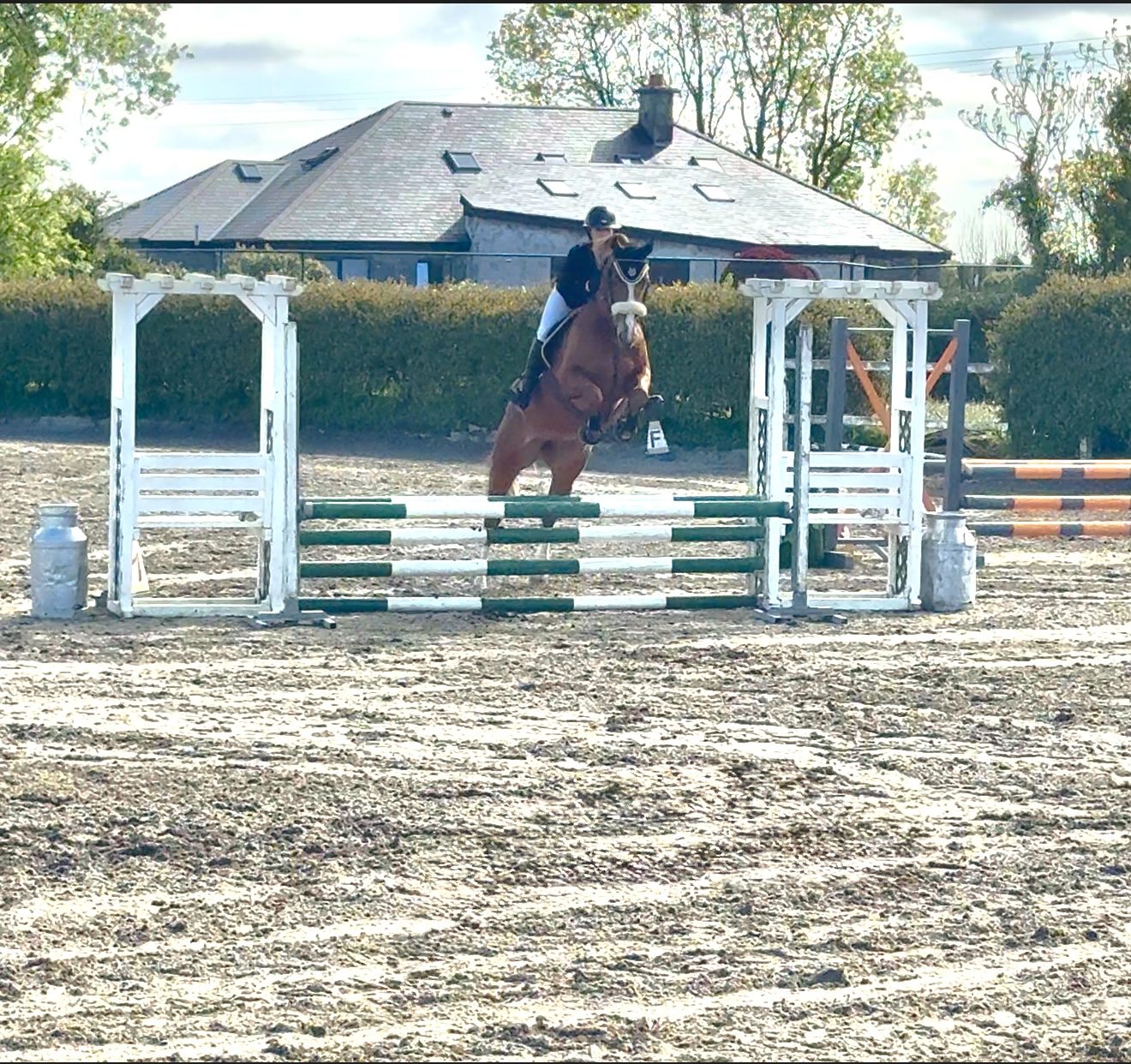 Flashy 4yro Mare photo 5