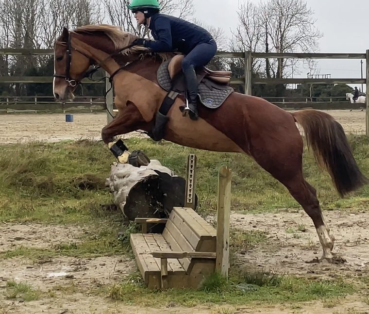 Flashy 4yro Mare photo 6
