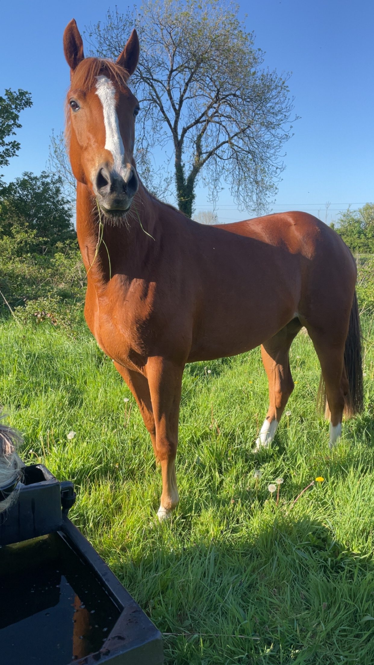 Flashy 4yro Mare photo 7