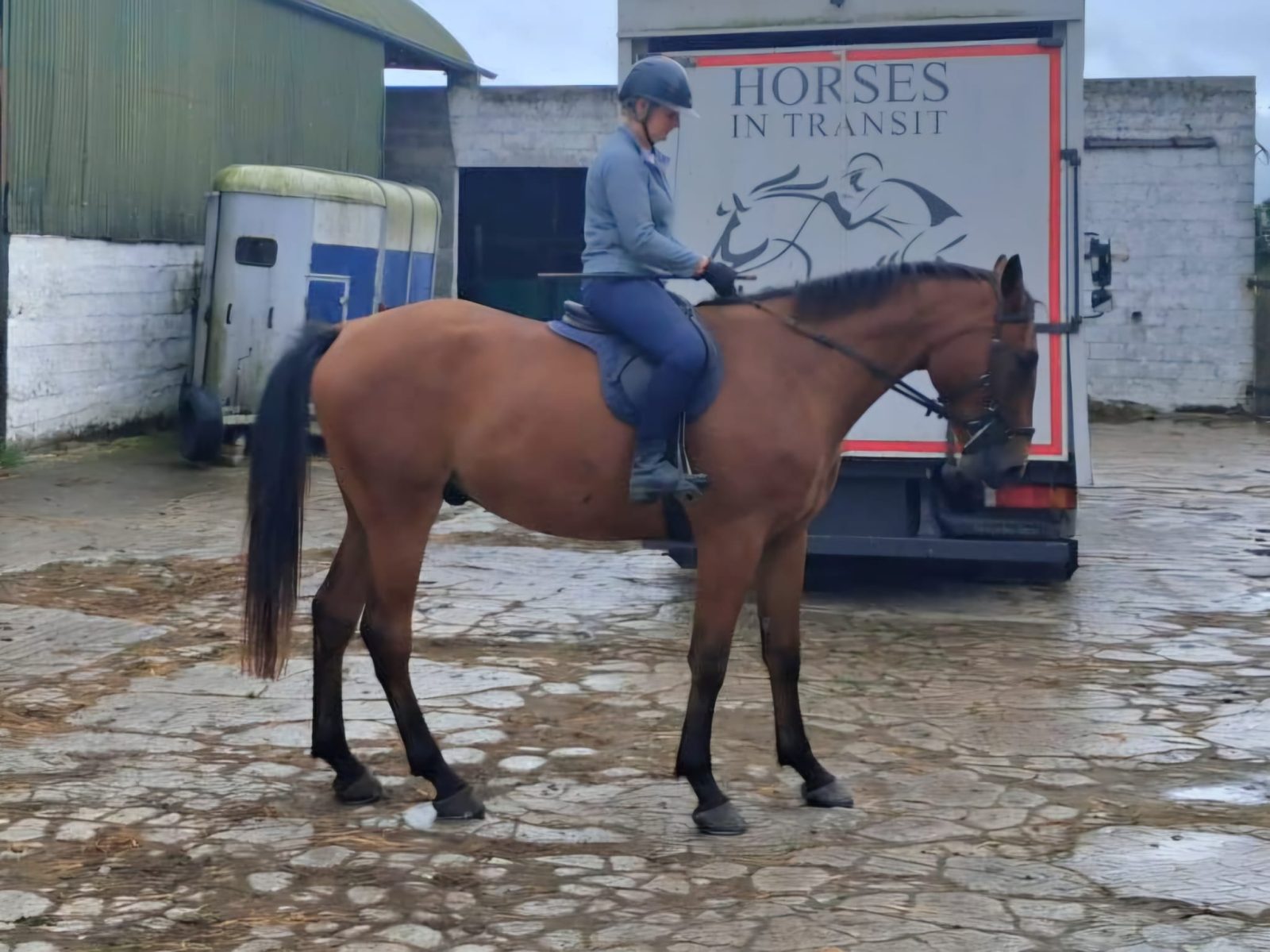 16.2 bay gelding 4 Yr old