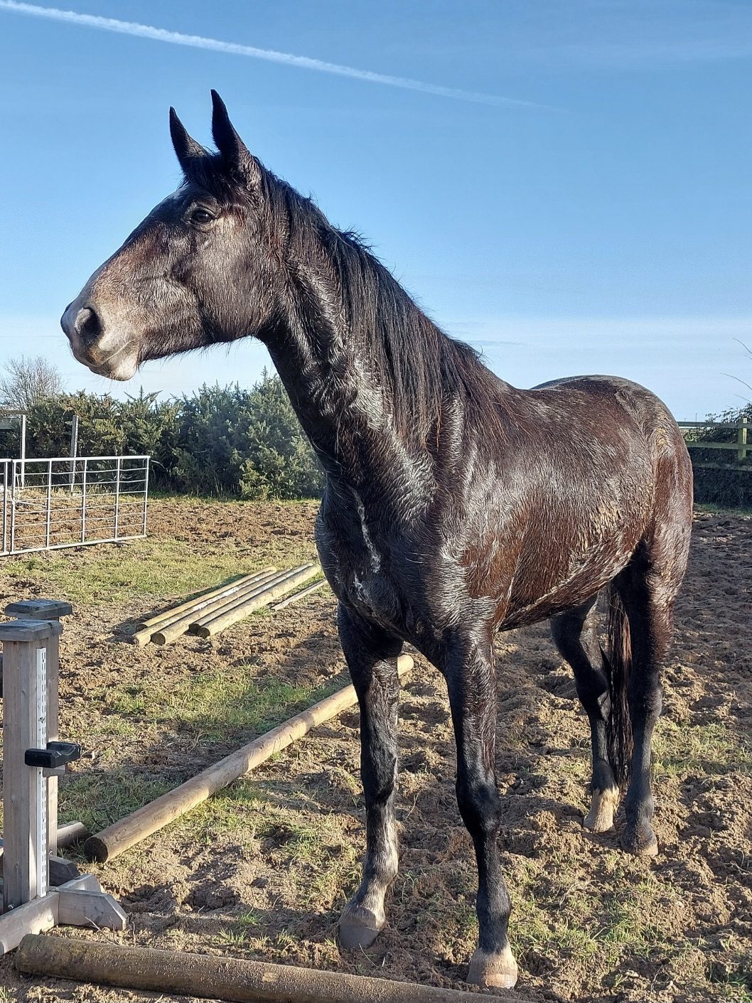 17.1hh Grey Mare — Sport Horse for sale in Wexford