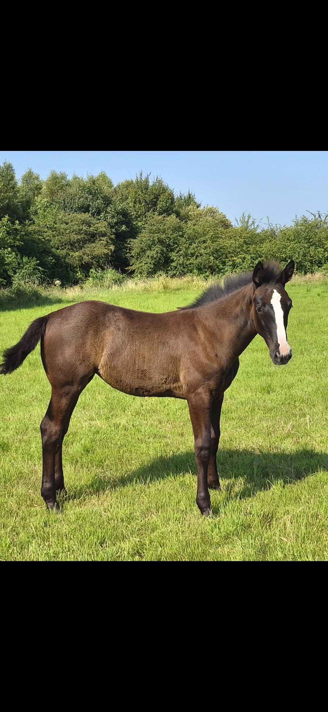 Filly foal — Showjumping for sale in Mayo