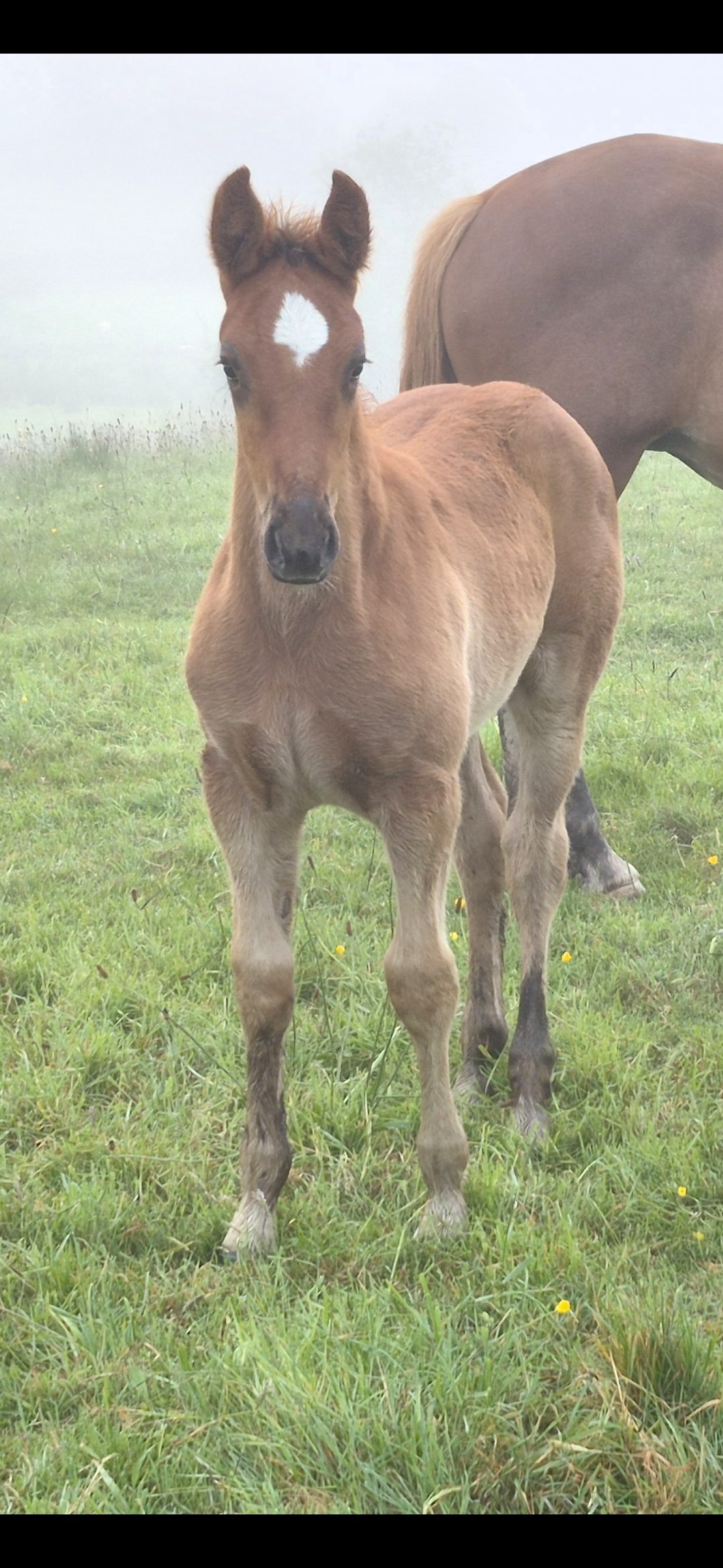 Rid colt — Draft / Heavy Horse for sale in Mayo