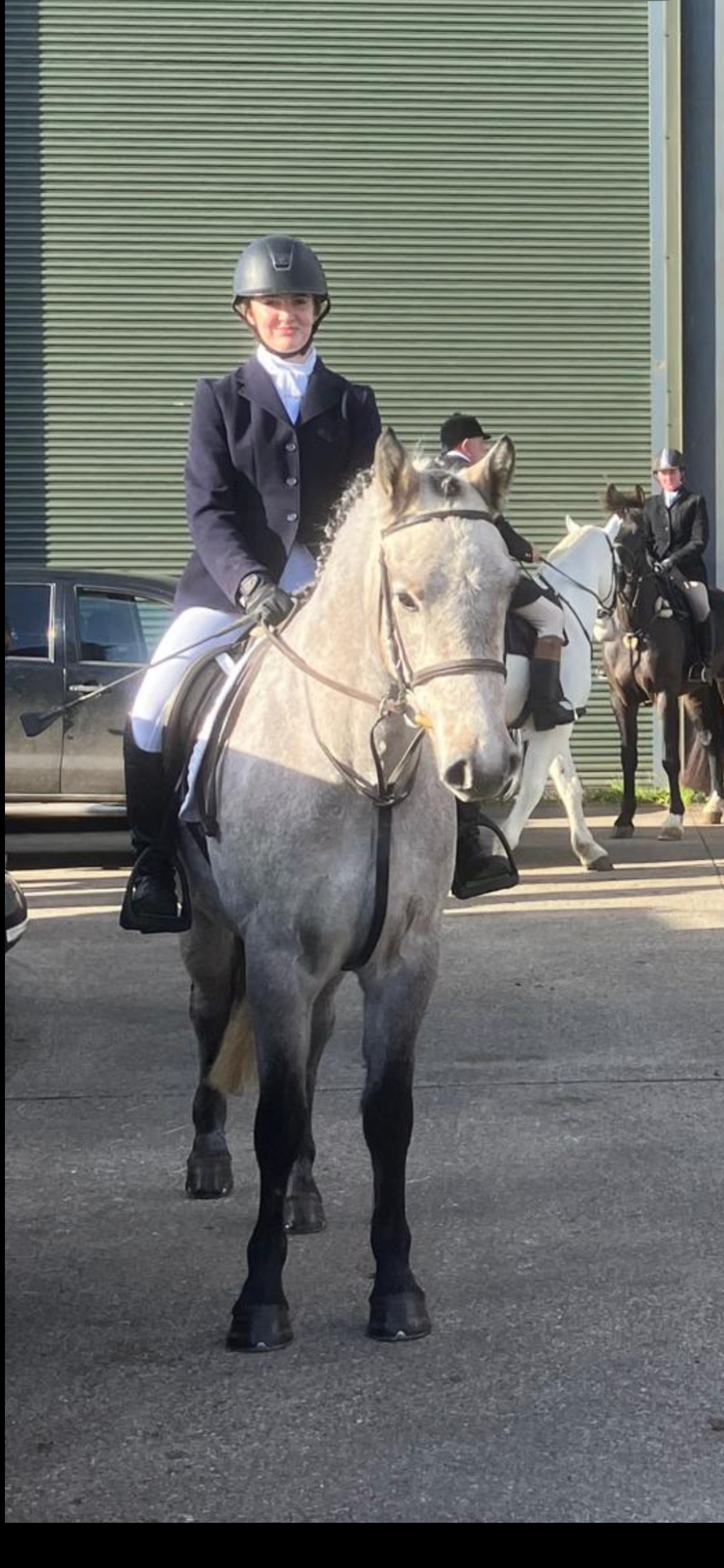 15hh class1 4yr dun Connemara gelding — Other for sale in Wexford