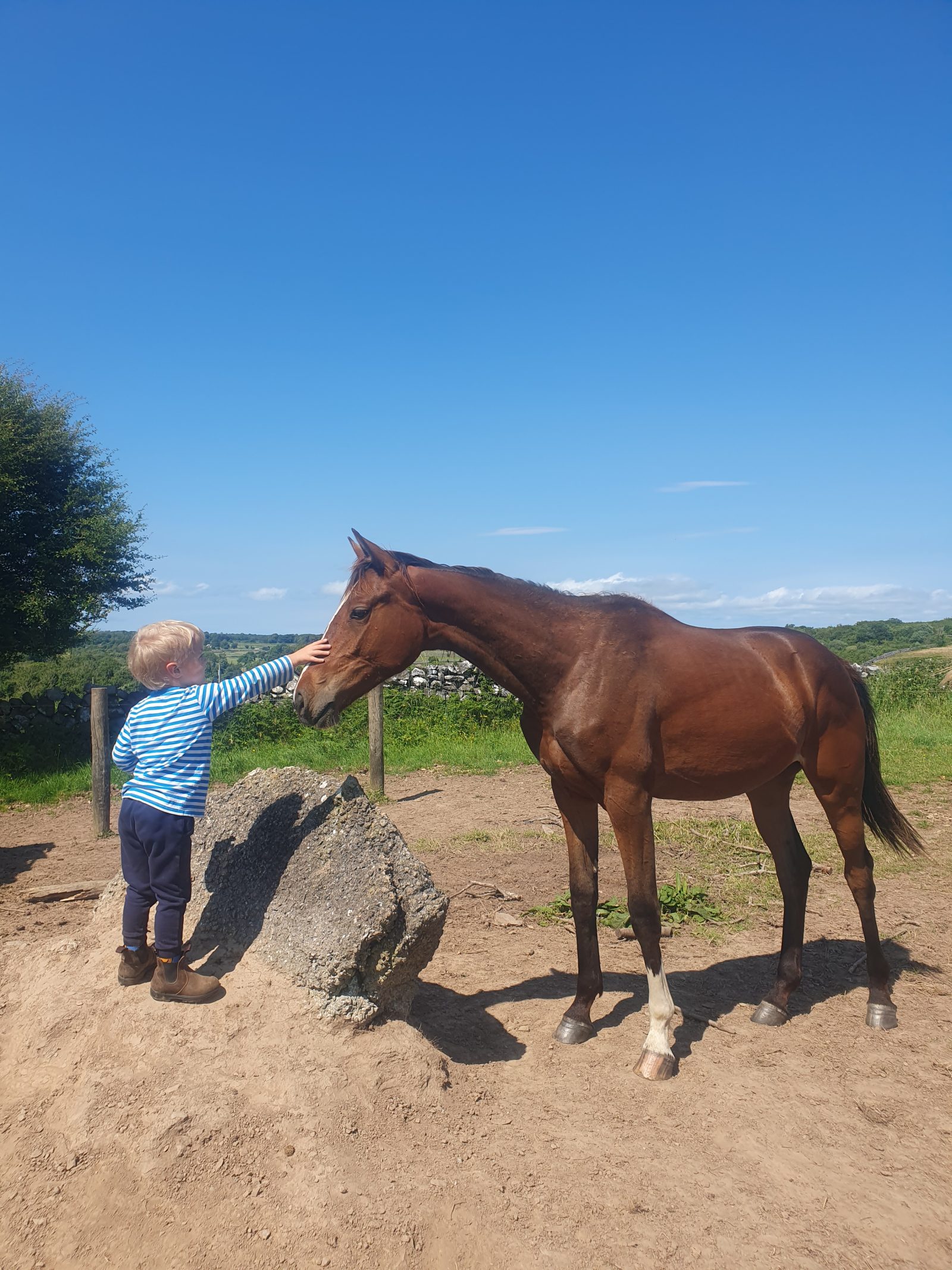 Tall bay yearling filly Sligo Candy Boy ⭐️x Womanizer ⭐️x Amstrong x Ramiro, mare one ⭐️amateur 1.30 jumping — Sport Horse for sale in Galway