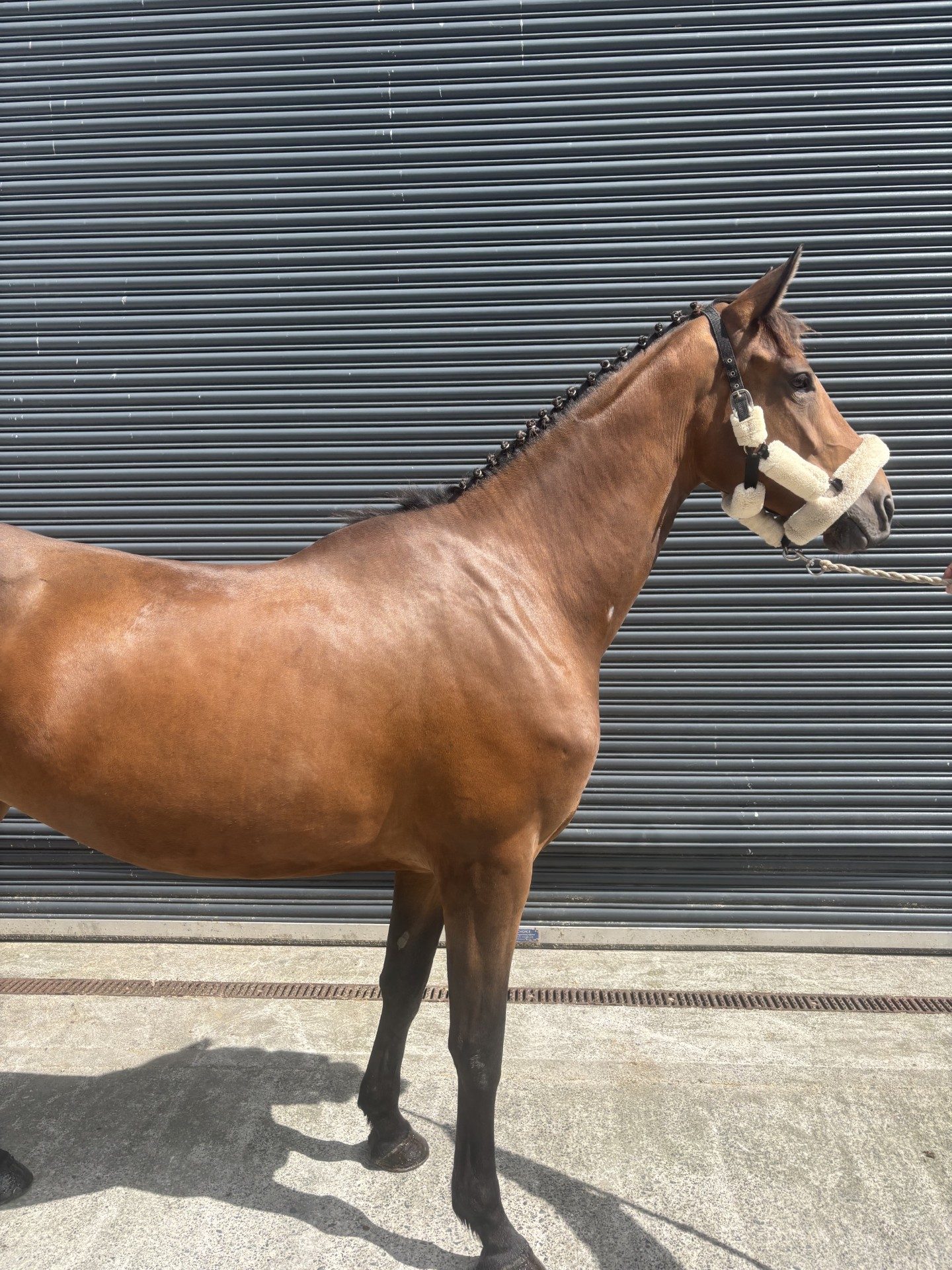 5 Year Old Potential Eventer or Show Jumper — Showjumping for sale in Sligo