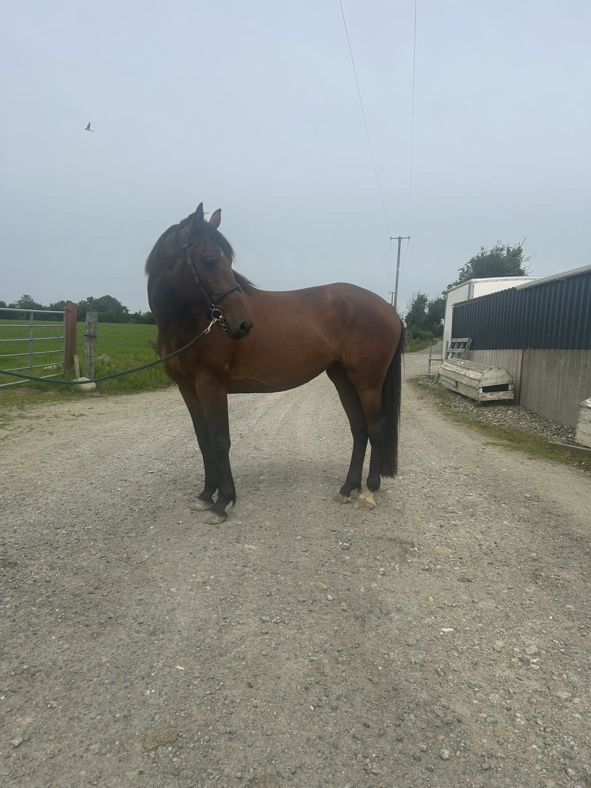 15.3hh 4year old ISH Bay Mare by Atomic Cruise — Sport Horse for sale in Donegal