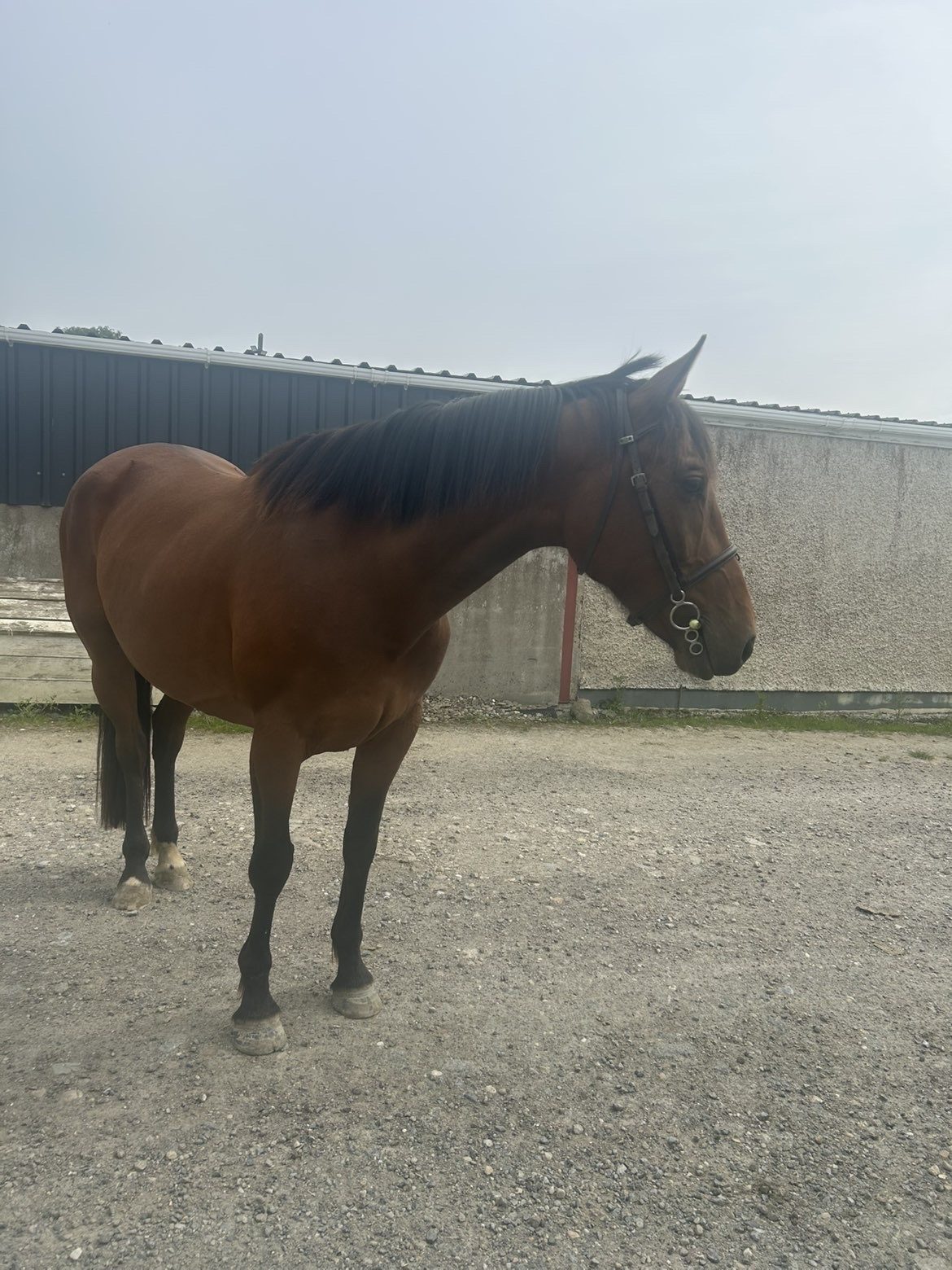 15.3hh 4year old ISH Bay Mare by Atomic Cruise photo 2