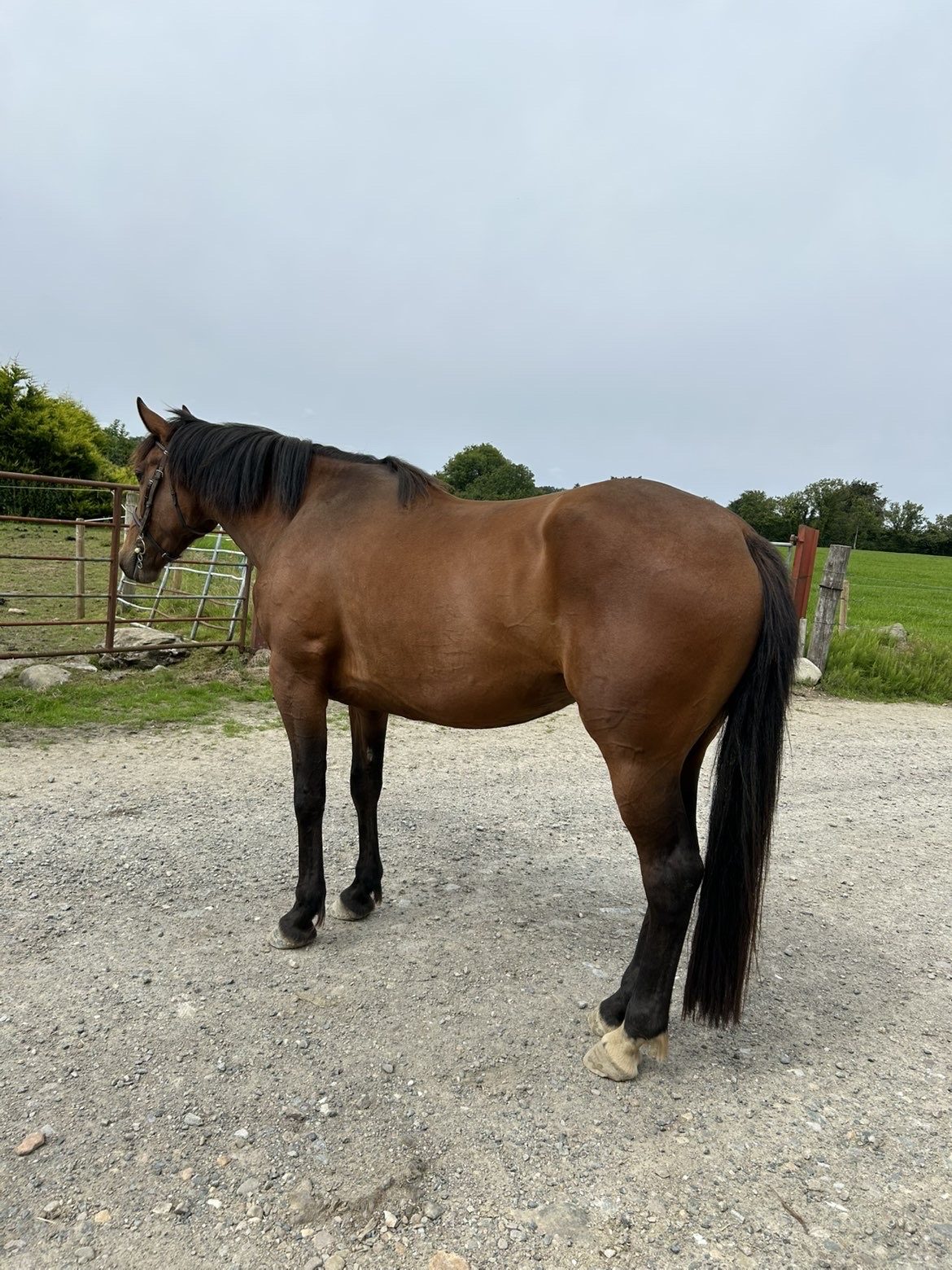 15.3hh 4year old ISH Bay Mare by Atomic Cruise photo 3