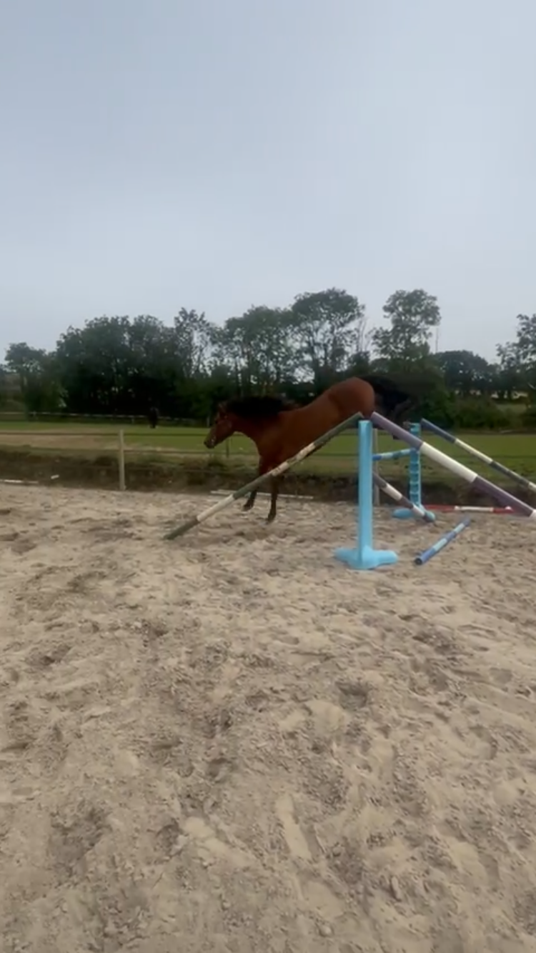 15.3hh 4year old ISH Bay Mare by Atomic Cruise photo 4
