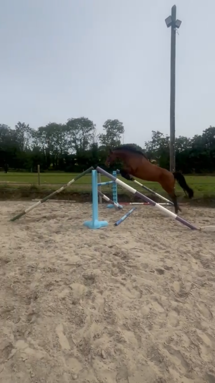 15.3hh 4year old ISH Bay Mare by Atomic Cruise photo 5