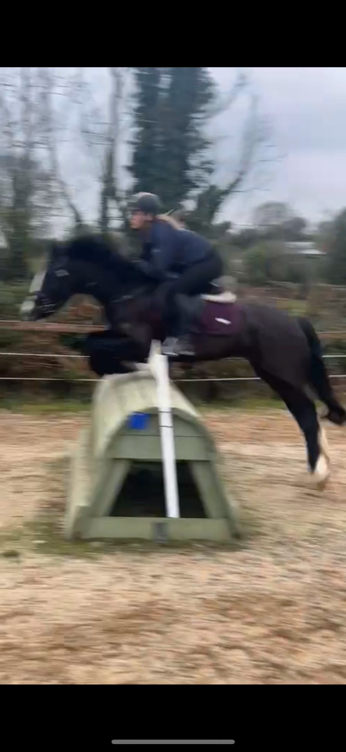 14.2 Connie x draft mare — Draft / Heavy Horse for sale in Carlow