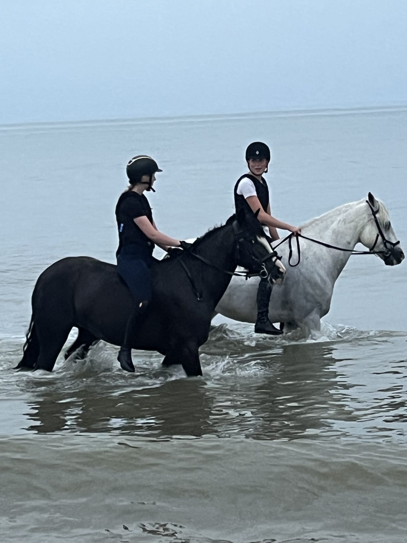 14.2 Connie x draft mare photo 3