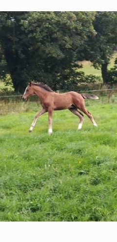 16.2 colt — Foal for sale in Kerry