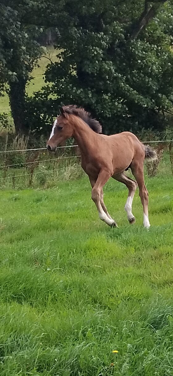 16.2 colt photo 2