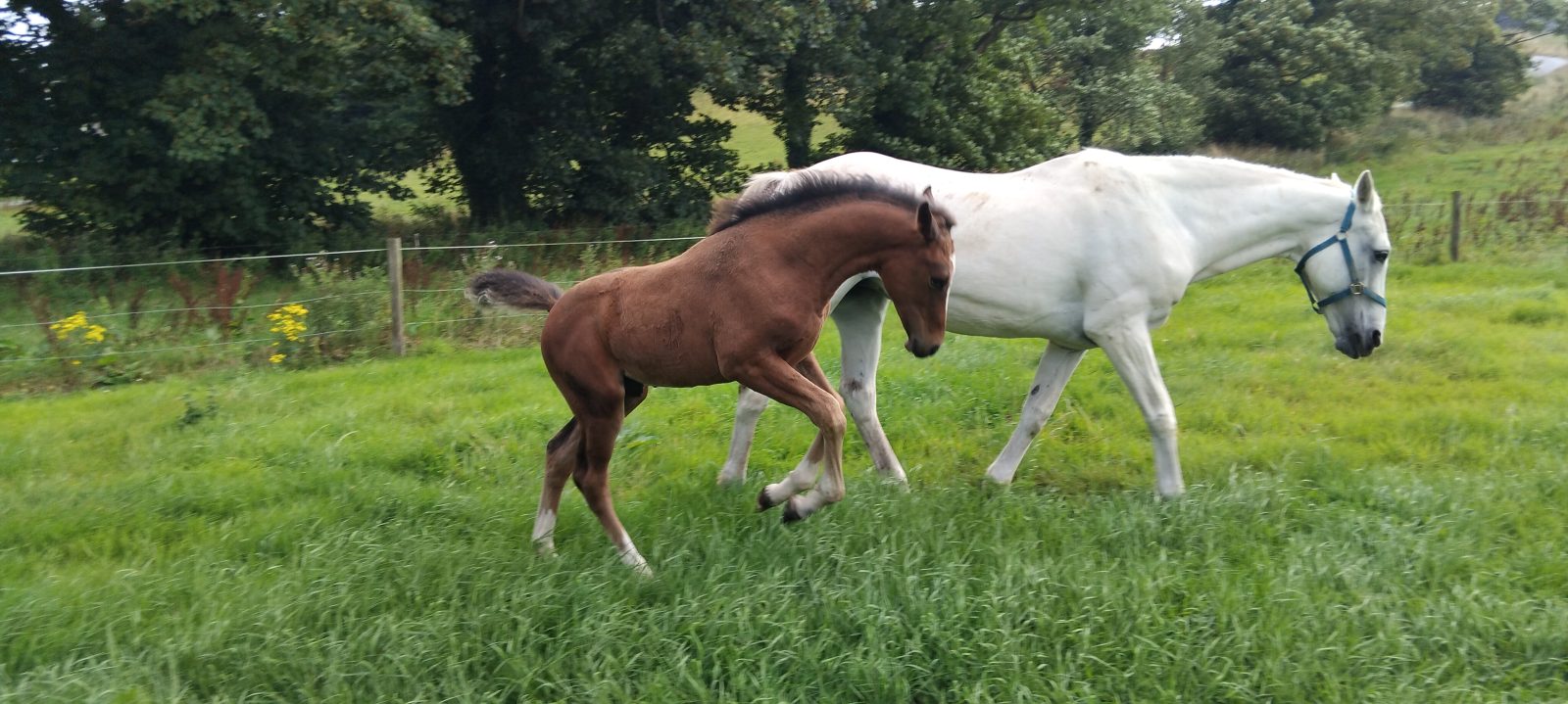 16.2 colt photo 3