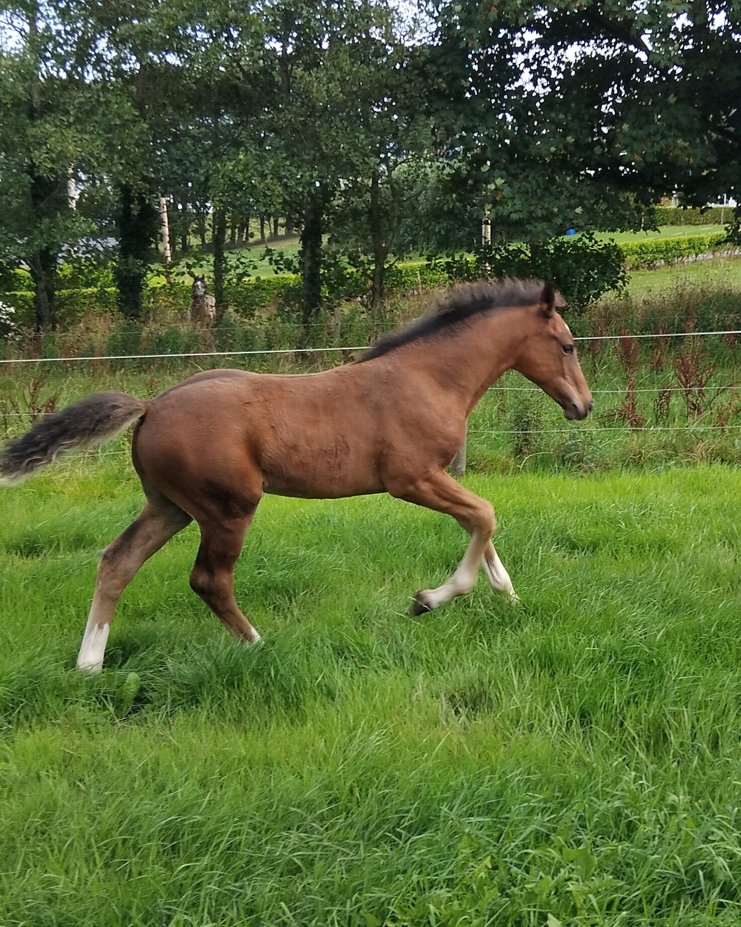 16.2 colt photo 4