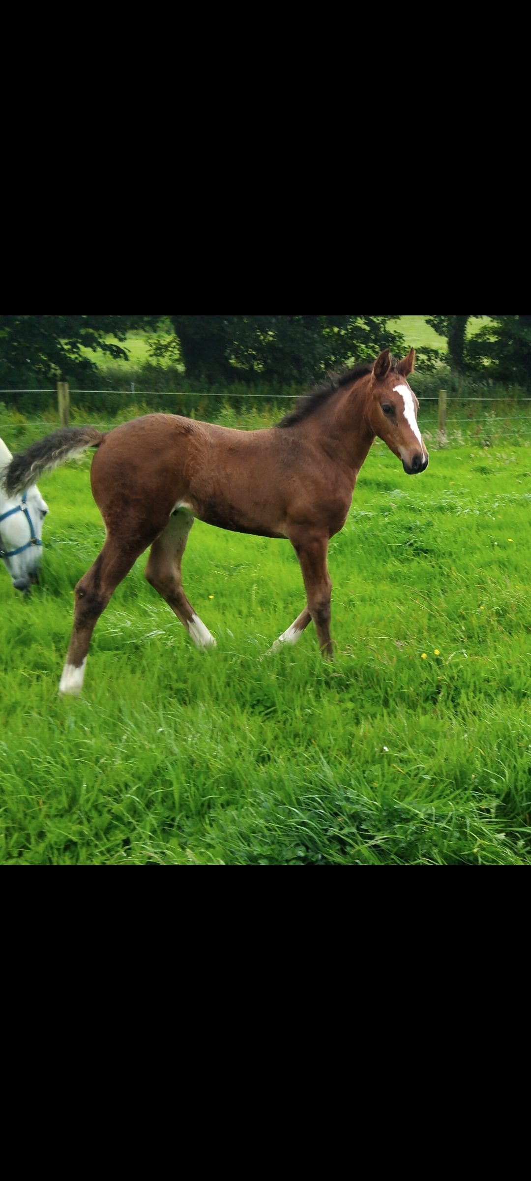 16.2 colt photo 5