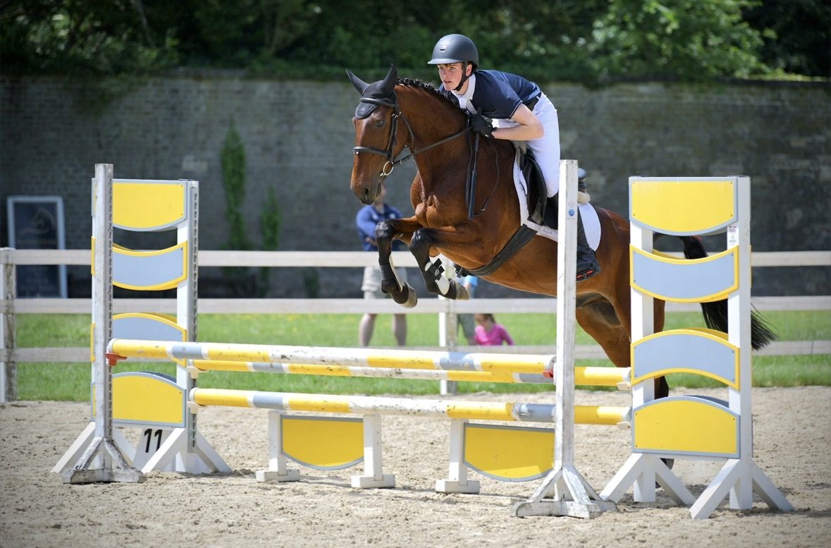 15,1hh bay gelding-genuine -allrounder — Dressage for sale in Kildare