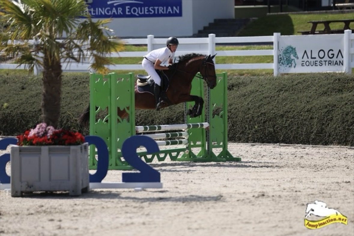 15,1hh bay gelding-genuine -allrounder photo 2