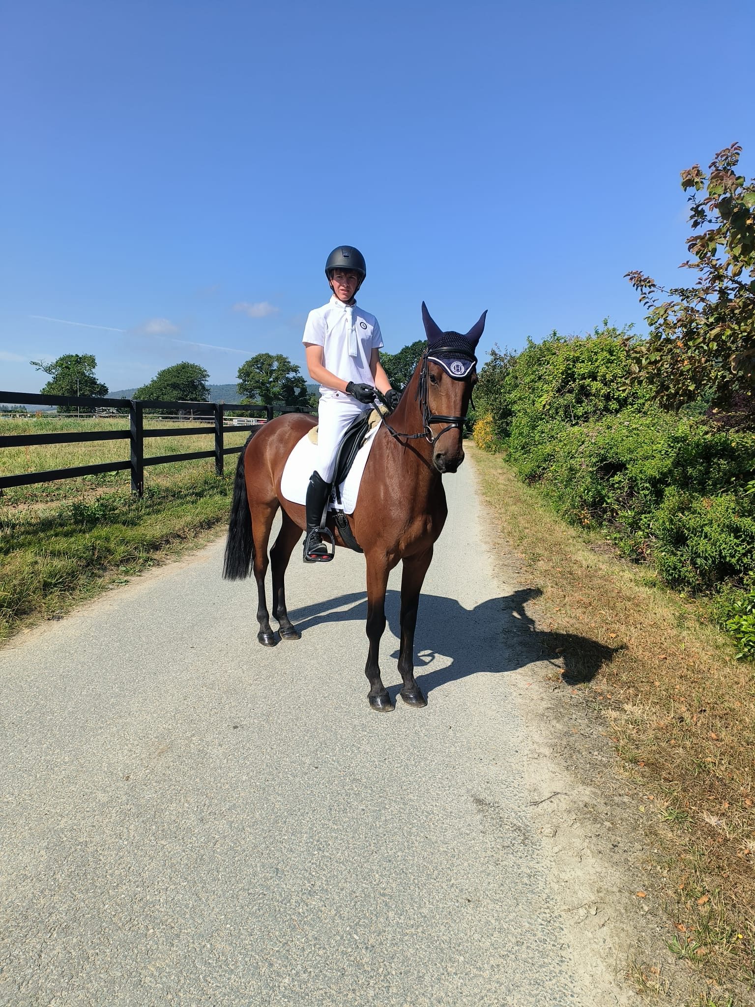 15,1hh bay gelding-genuine -allrounder photo 3